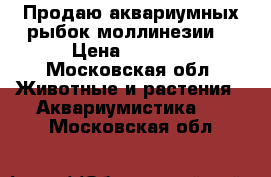 Продаю аквариумных рыбок моллинезии. › Цена ­ 15-30 - Московская обл. Животные и растения » Аквариумистика   . Московская обл.